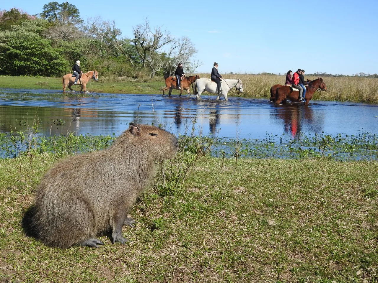 Carpincho y caballos en los esteros