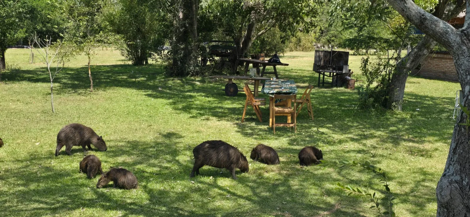 Carpinchos descansando en el patio del lodge