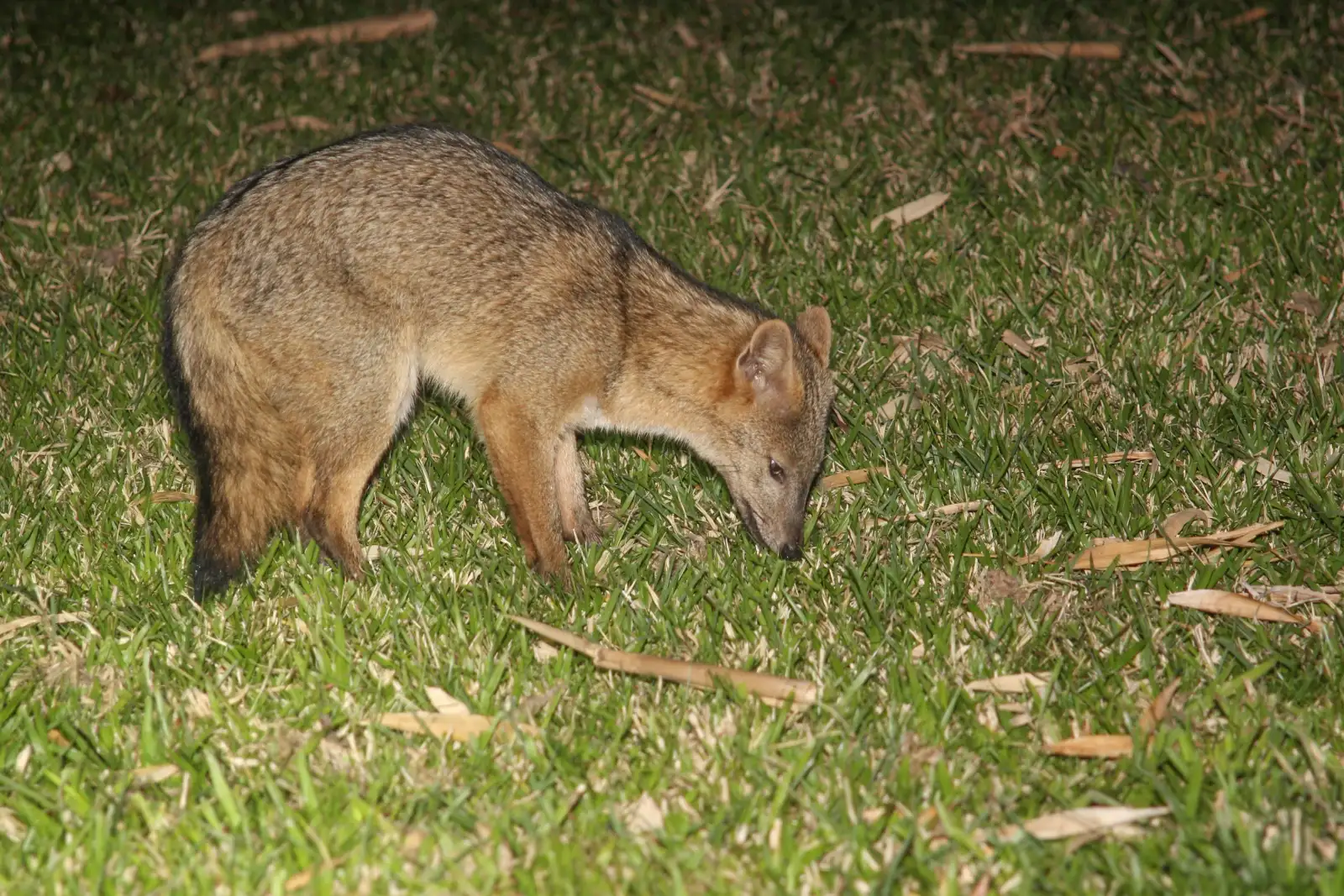 Zorro de Monte